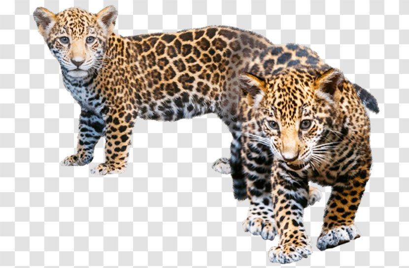 Jaguar Leopard Cheetah Explore The World Of Animals - Whiskers Transparent PNG