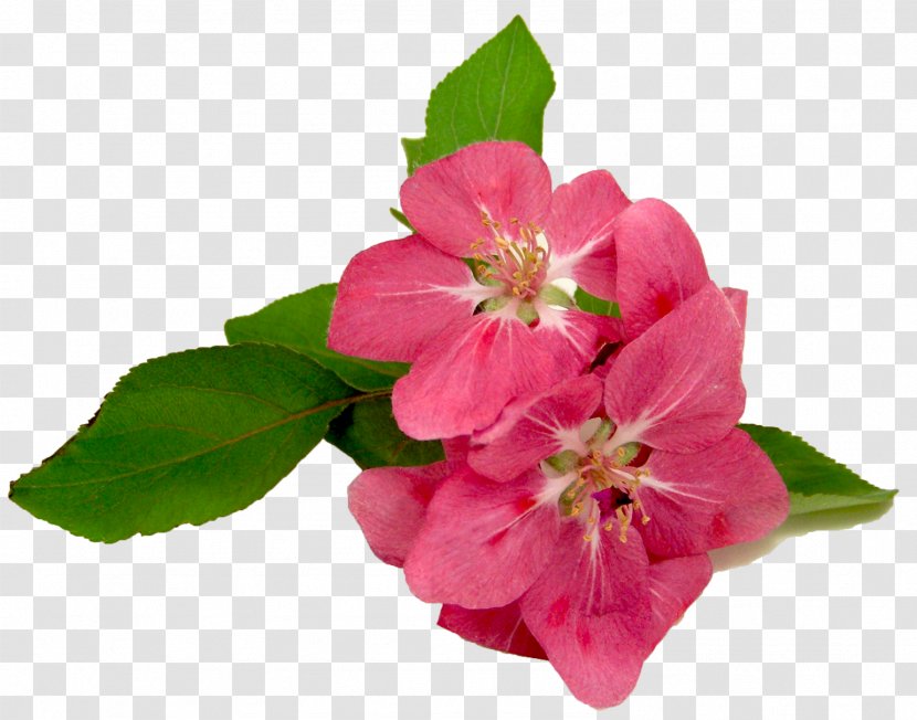 Flower Pink Geraniums Clip Art - Rose Family - Spring Flowers Transparent PNG