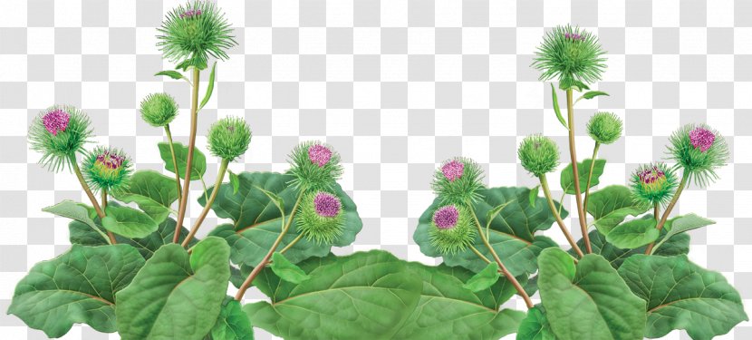 Greater Burdock Herb Plants Seed Root Transparent PNG