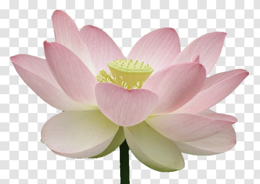 Nelumbo Nucifera Lotus Đồng Tháp Province Water Lilies Padma - Proteales - Art Transparent PNG