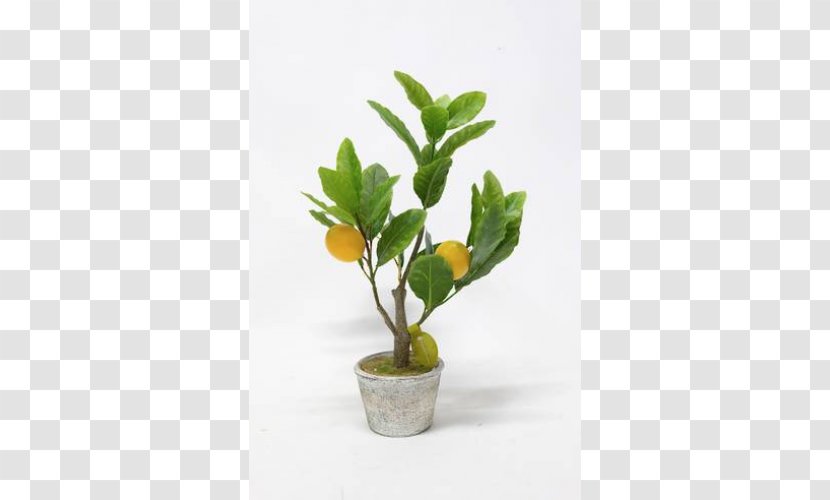 Flowerpot Houseplant Herb - Branch Transparent PNG