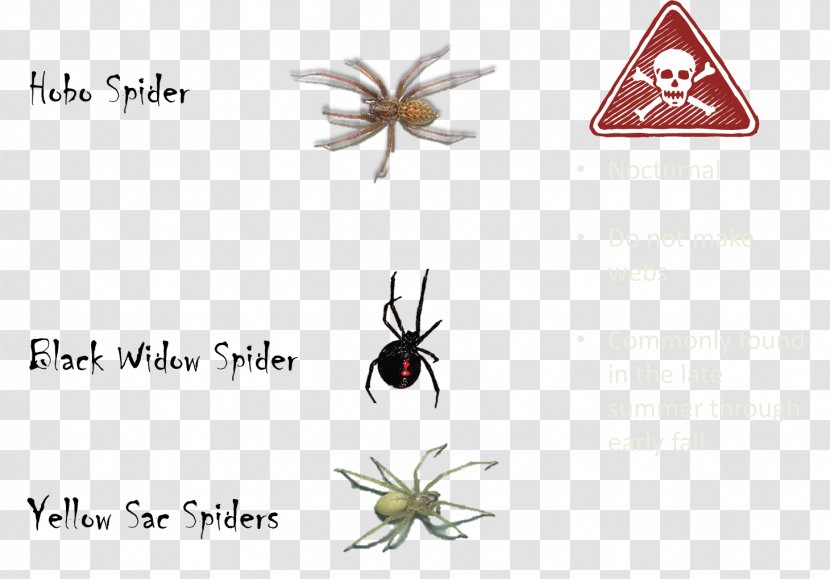 Black House Spider The Tarantula Scorpion Venom - Invertebrate Transparent PNG
