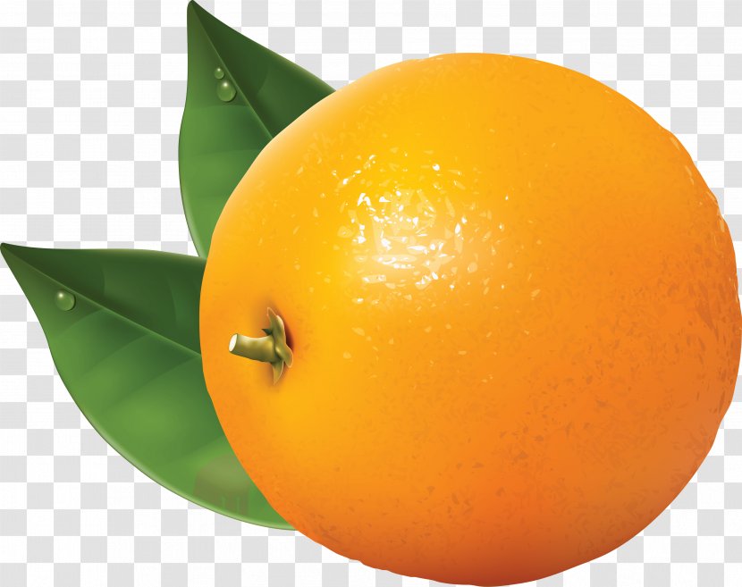 Orange Clip Art - Mandarin - Image Download Transparent PNG