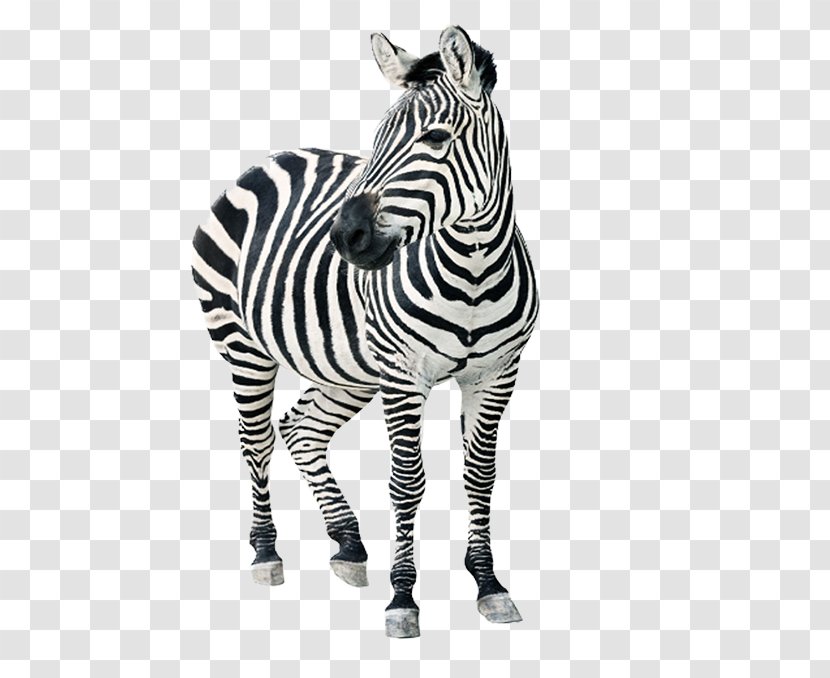 Ehlersu2013Danlos Syndromes Connective Tissue Disease Genetic Disorder Hypermobility Ehlers-Danlos Society - Free To Pull The Material Zebra Image Transparent PNG