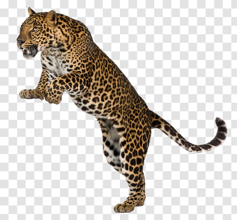 Leopard Cheetah Felidae Wall Decal - Jaguar - Leopards Transparent PNG