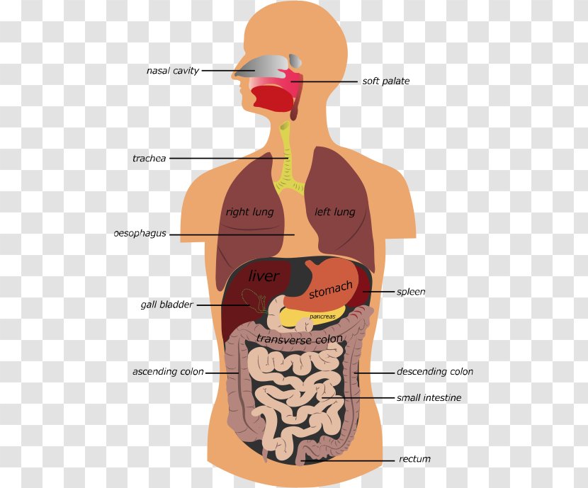 Gastrointestinal Tract Human Digestive System Royalty-free Stock Photography - Heart - Cartoon Transparent PNG