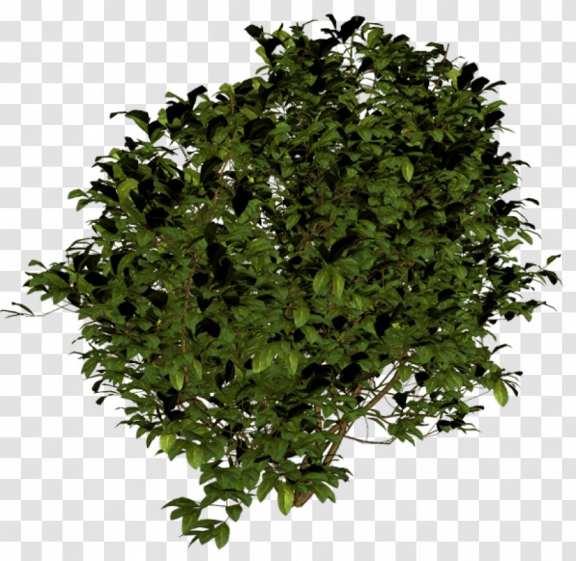 Shrub Tree Plants - Leaf Vegetable Transparent PNG