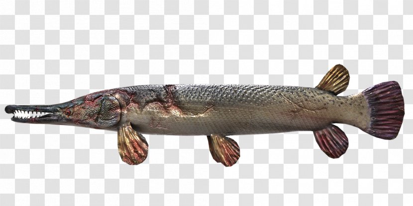 Gar Northern Pike Fishing Planet - Bony Fish - Steamed Transparent PNG