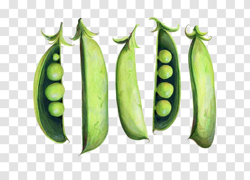 Snap Pea Watercolor Painting Illustration - Green Beans Angle Transparent PNG