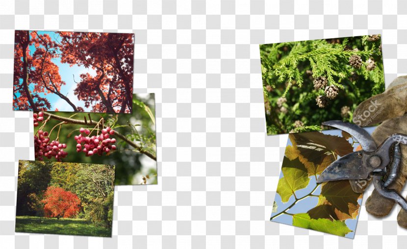 Leaf Fauna Collage Tree - Early Autumn Transparent PNG