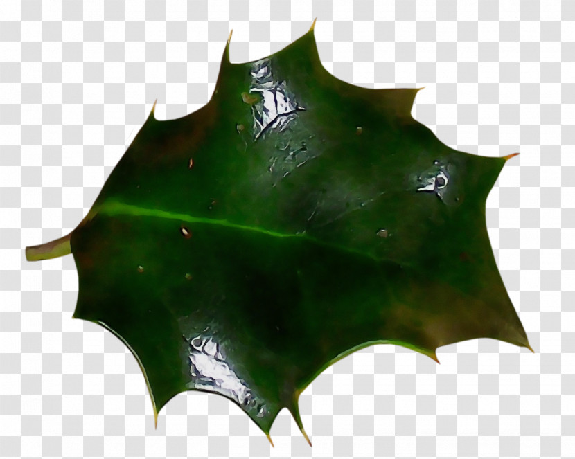 Holly Transparent PNG