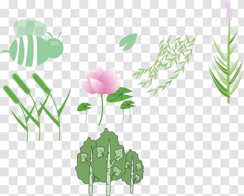 Sweet Pea Flower - Nymphaea Nelumbo - Wildflower Transparent PNG