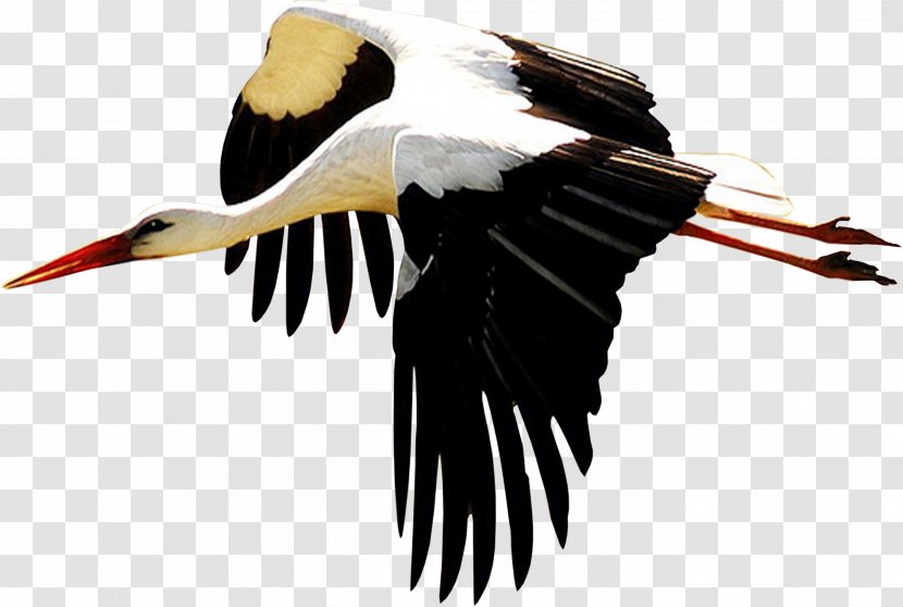 White Stork Bird Beak Ibis Ardea - Feather - Rolling Pin Transparent PNG