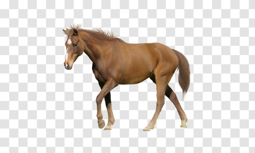 Tennessee Walking Horse Appaloosa American Miniature Arabian Stallion - Colt Transparent PNG