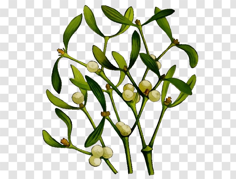 Plant Flower Branch Leaf Tree - Wet Ink - Bud Twig Transparent PNG