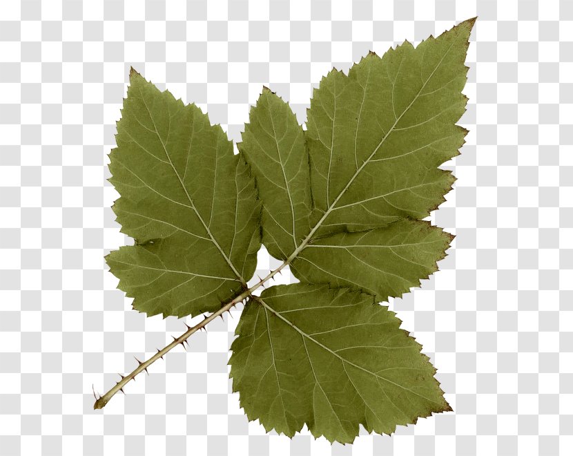 Leaf Icon - Plant - Fairy Tale Leaves Transparent PNG