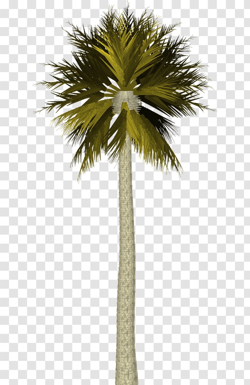 Asian Palmyra Palm Arecaceae Coconut Clip Art - Date Transparent PNG