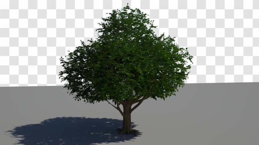 Tree Desktop Wallpaper Woody Plant 1080p - Sky - Love Transparent PNG