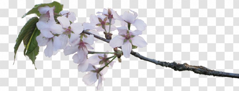 Cherry Blossom Tree - Plant Stem Prunus Transparent PNG
