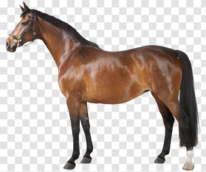 Horse Clip Art - Bridle Transparent PNG