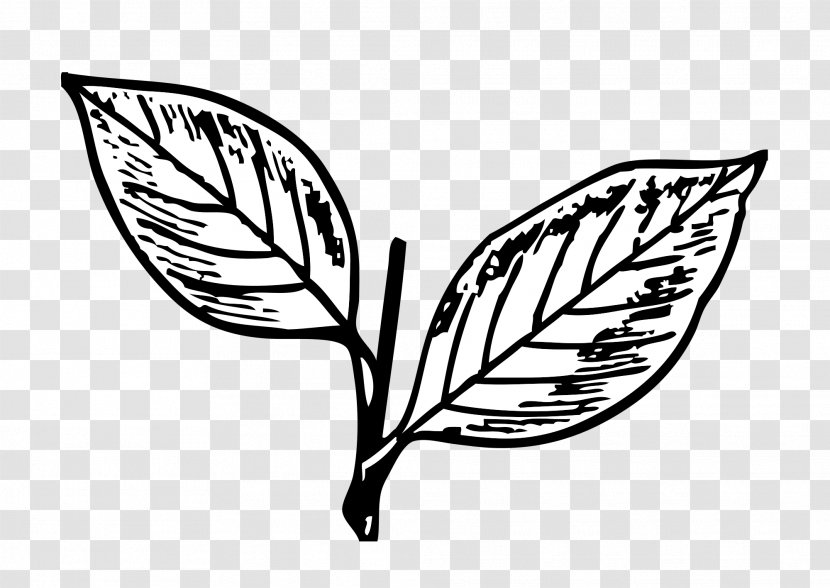 All India Anna Dravida Munnetra Kazhagam Puducherry Legislative Assembly Election, 2016 Mannadipet - Symbol - Mango Leaves Transparent PNG