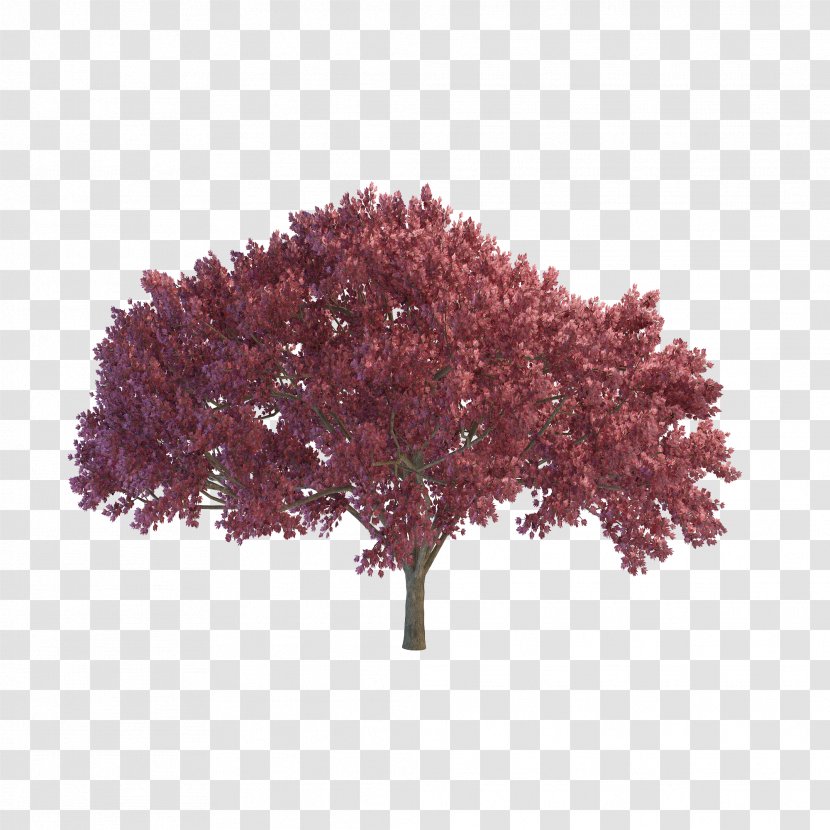 Cherry - Purple - Blossom Transparent PNG