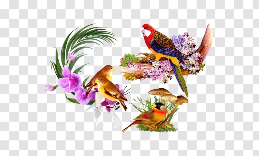Bird Still Life - Pollinator - Variety Parrot Floral Decorative Background Pattern Transparent PNG