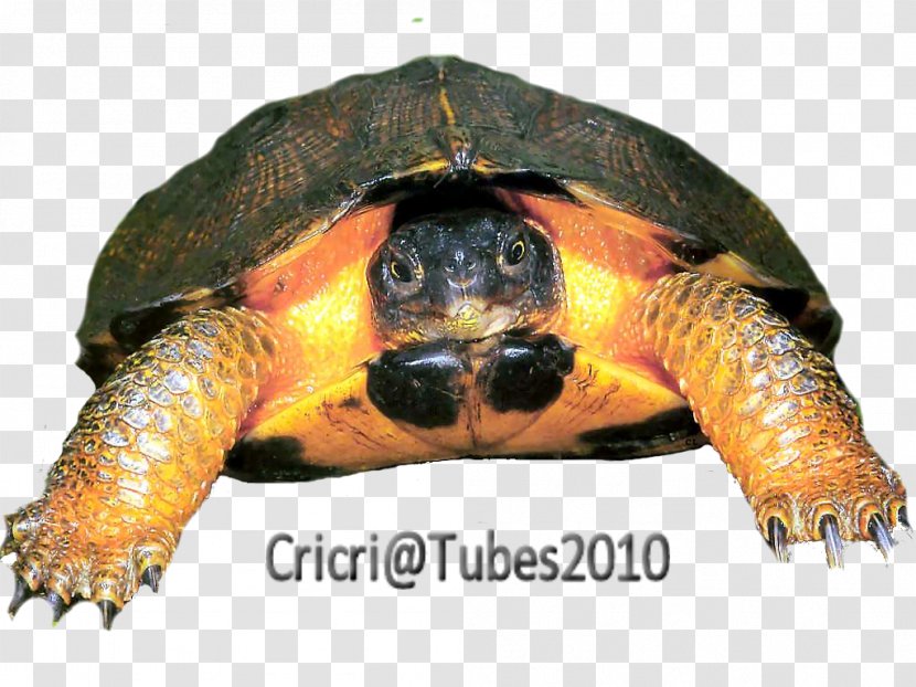 Loggerhead Sea Turtle Box Turtles Tortoise - Reptile Transparent PNG