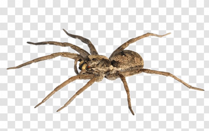 Spider-Man Goliath Birdeater The Wolf Spider Stock Photography Transparent PNG