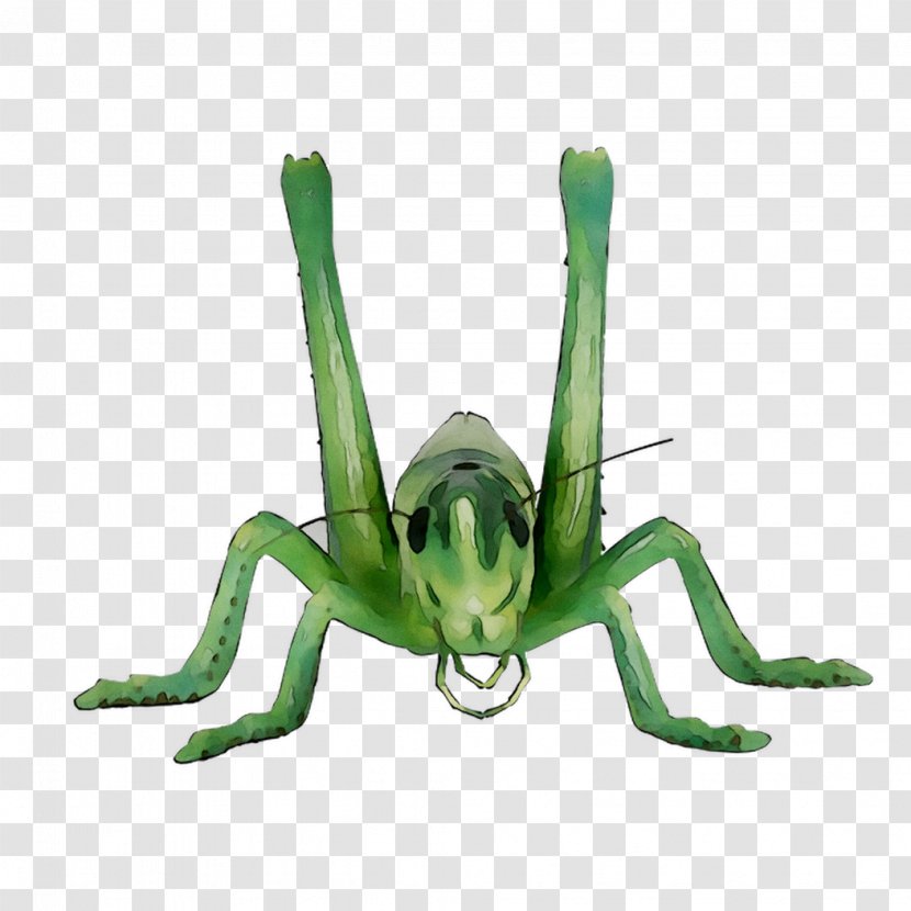 Grasshopper Sauterelle Caelifera Insect Image - Invertebrate - Cricket Transparent PNG