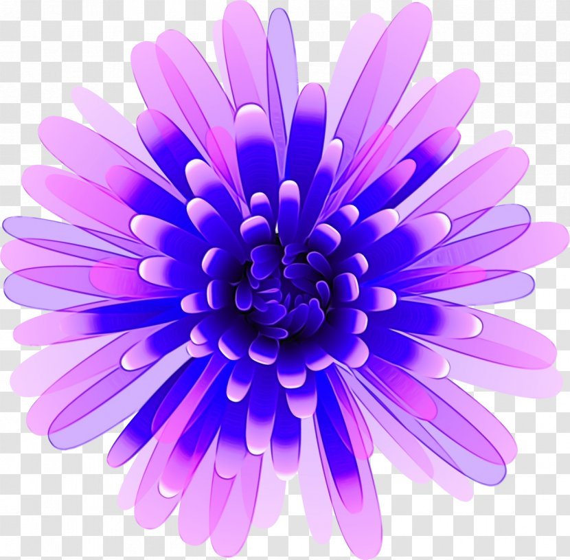 Lavender - Aster Barberton Daisy Transparent PNG