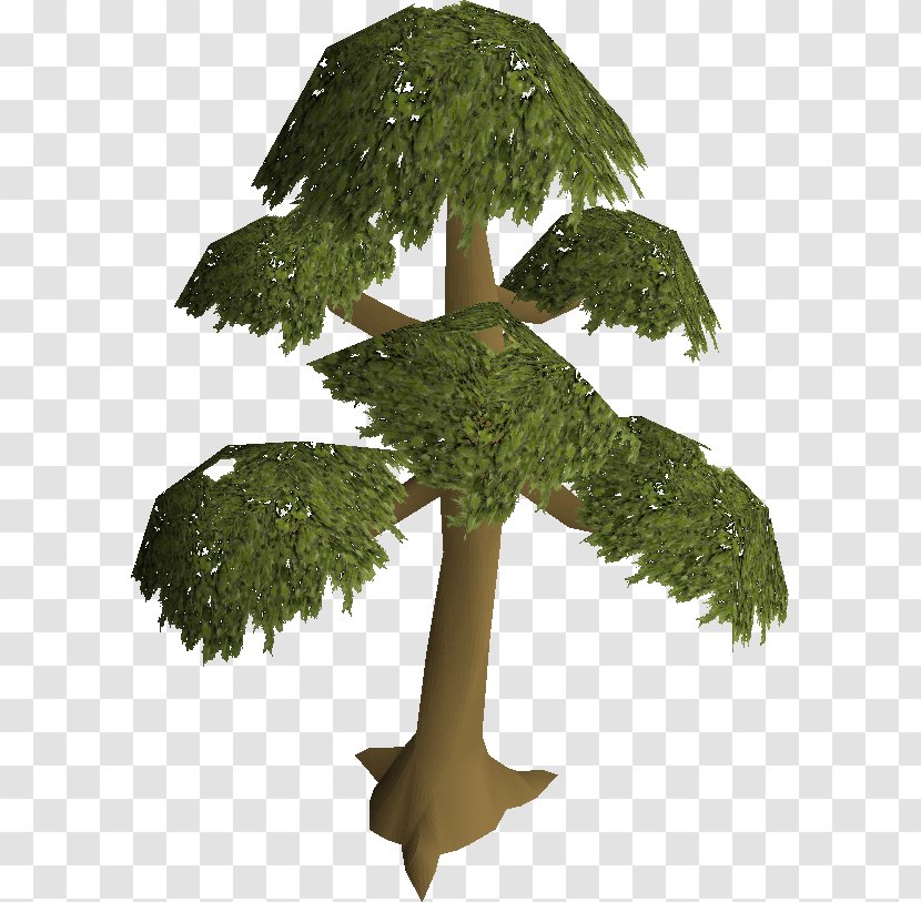 Old School RuneScape Tree Wikia English Yew - Trunk Transparent PNG