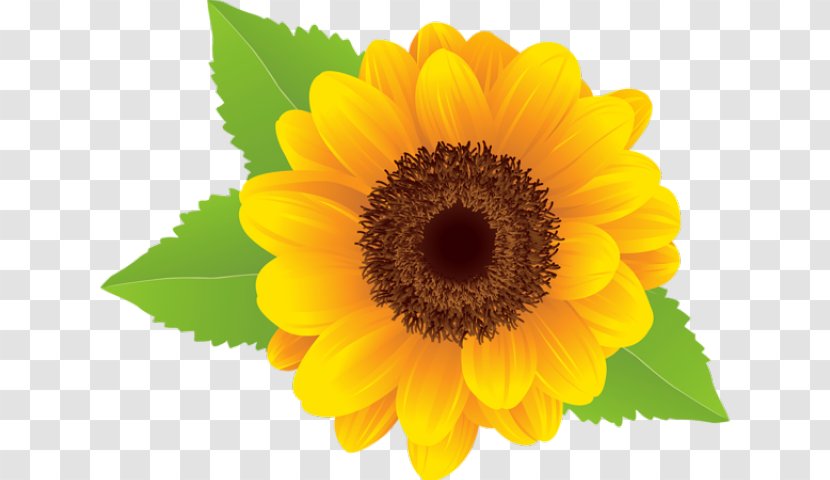 Clip Art Vector Graphics Free Content Image - Daisy Family - Meadow Background Sunflower Transparent PNG