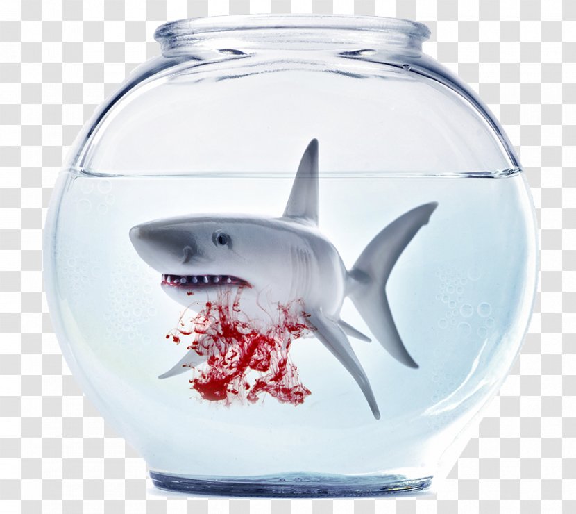 Siamese Fighting Fish Goldfish Aquarium Shark - Stockxchng - Bloodthirsty Great White Transparent PNG