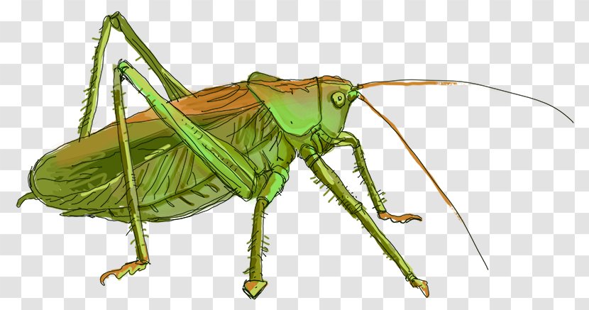 Grasshopper Locust Cricket Insect Tettigonia Viridissima - Invertebrate Transparent PNG