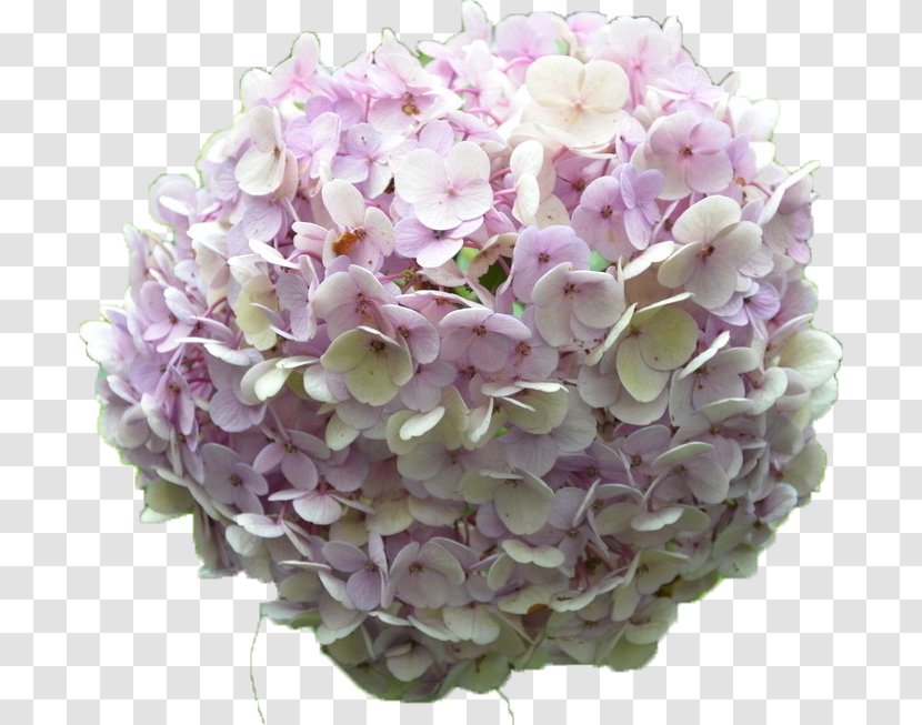 French Hydrangea Flower Bouquet Petal - Plant - A Transparent PNG