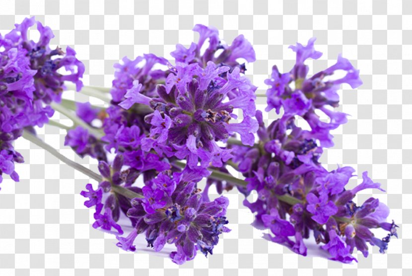 English Lavender French Download - Flowering Plant Transparent PNG