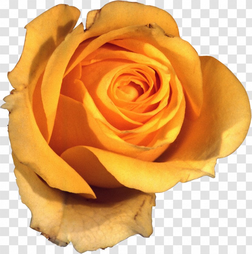 Flower Garden Roses Yellow Beach Rose Petal - Photography Transparent PNG