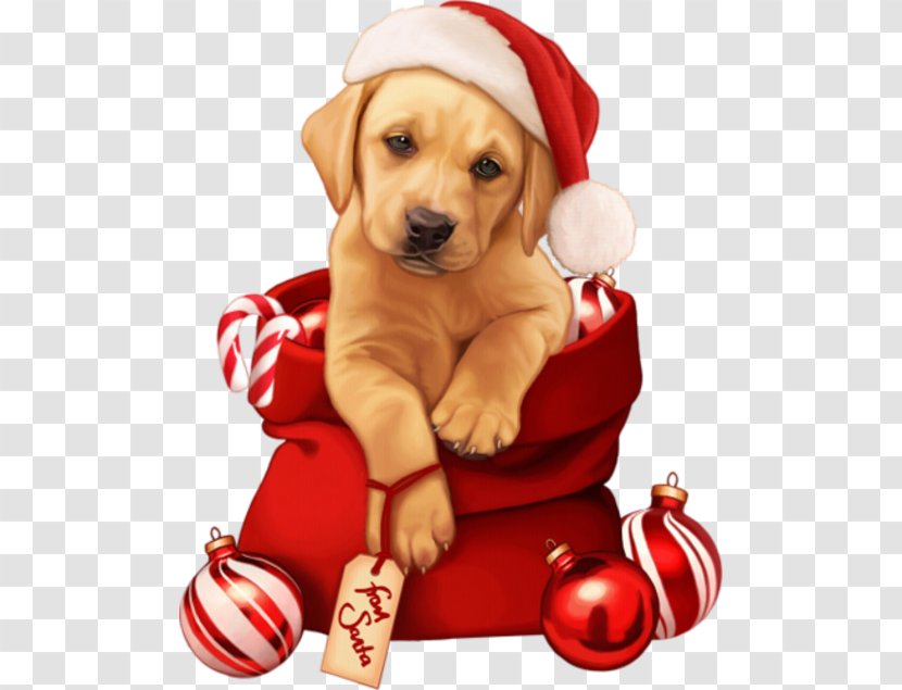 Puppy Pug New Year Christmas 0 Transparent PNG