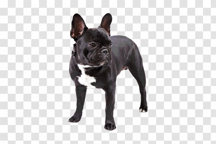 French Bulldog Dachshund Pug Toy - Bull Terrier Transparent PNG