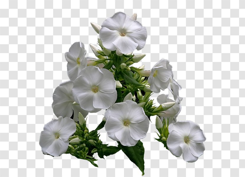Westborough Garden Club Floral Design Association - White - Phlox Transparent PNG