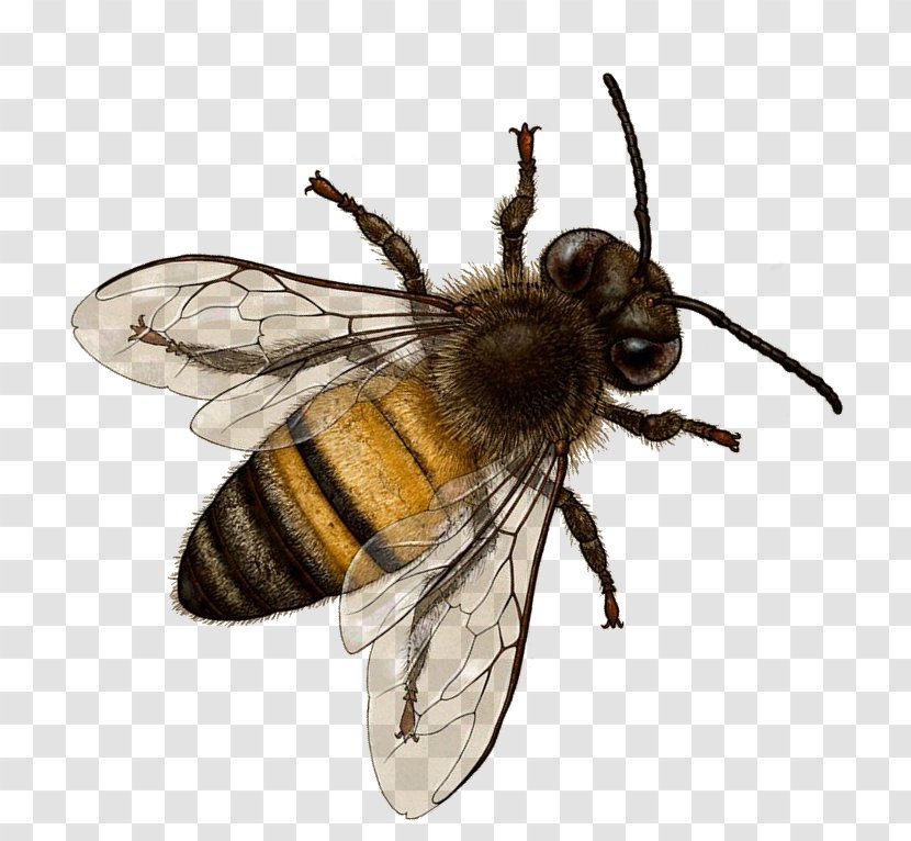Honey Bee Insect Bombus Terrestris Hornet - Pest Transparent PNG