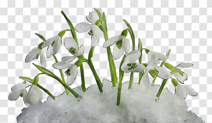 Clip Art Snowdrop Illustration Spring - Flowering Plant - Dendrobium Transparent PNG