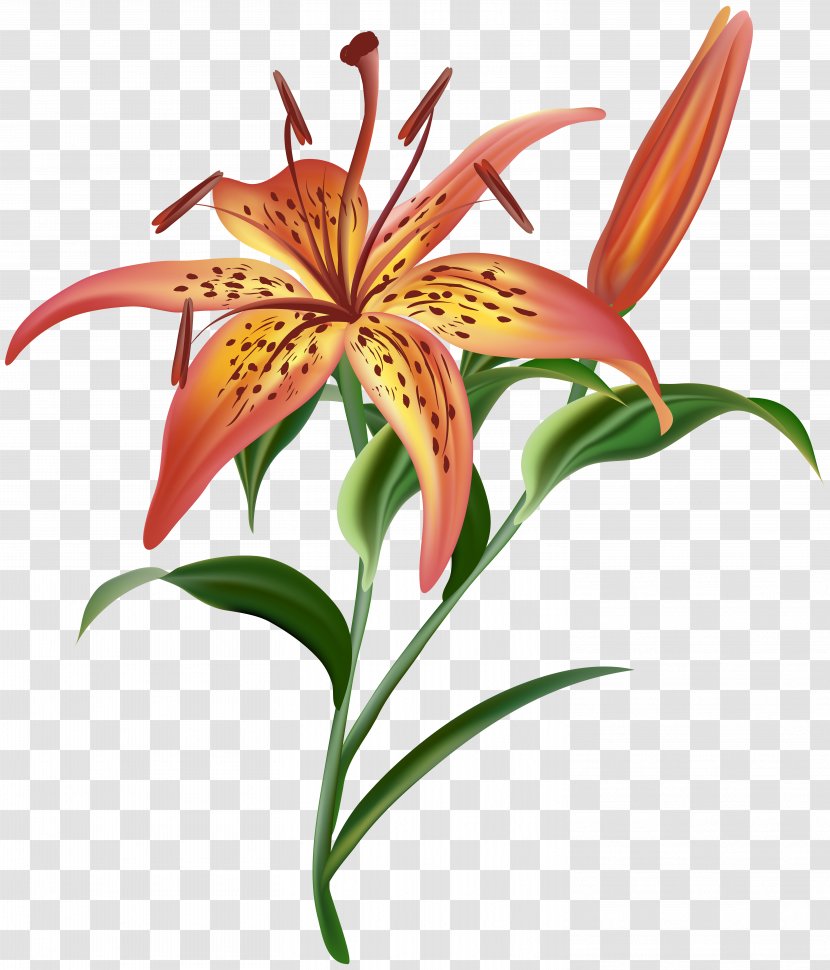 Image File Formats Lossless Compression - Data - Lilium Flower Clip Art Transparent PNG