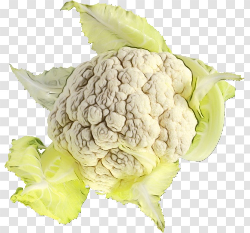 Cauliflower - Plant - Humulus Lupulus Cabbage Transparent PNG
