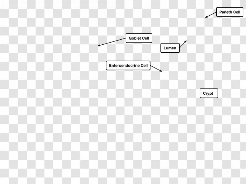 Document Line Angle - Diagram Transparent PNG