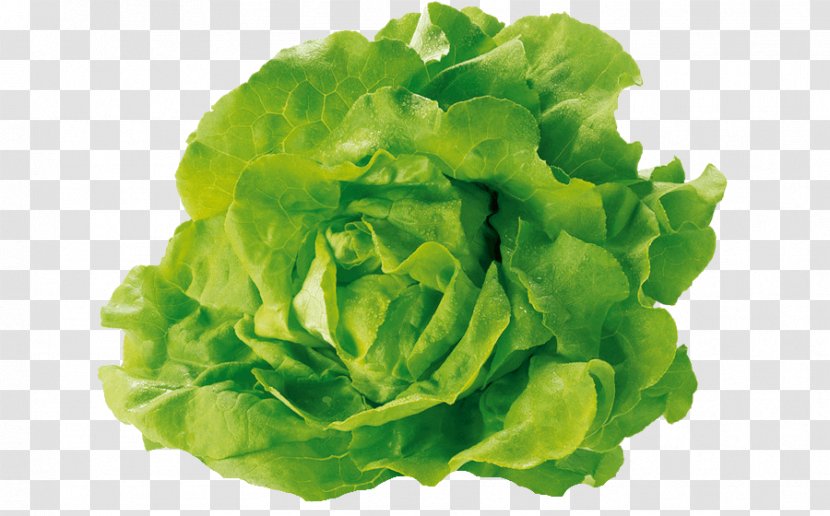 Caesar Salad Lettuce Sandwich Romaine BLT Vegetable Transparent PNG