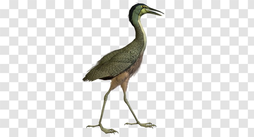 Bird Crane Ciconia Great Herons - Fauna - Aves Transparent PNG