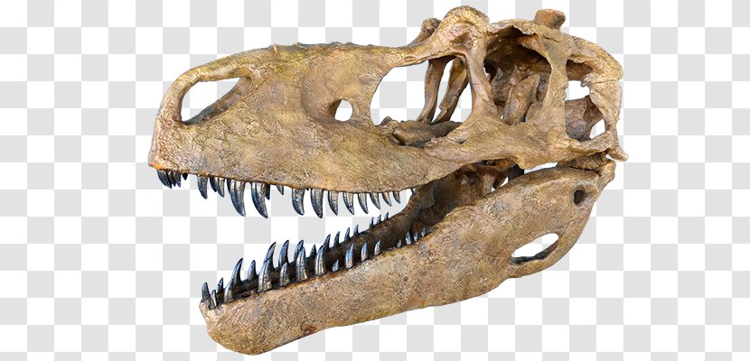 Tyrannosaurus Daspletosaurus Tarbosaurus Skull Albertosaurus - Judith River Transparent PNG