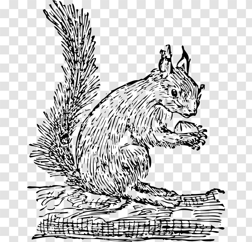 Eastern Gray Squirrel Red Clip Art Transparent PNG